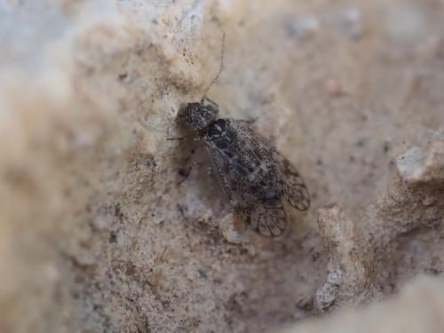 Aaroniella badonneli
